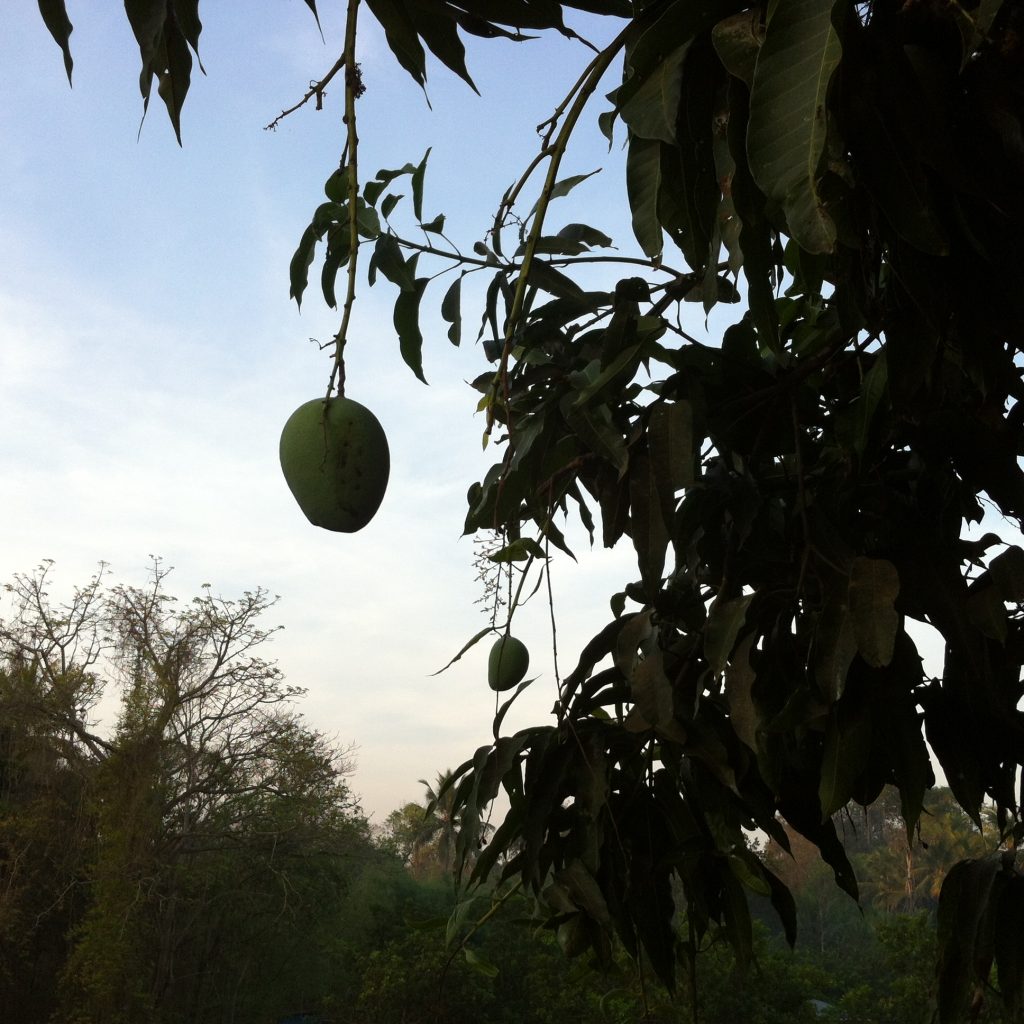 Grüne Mango hängt am Baum