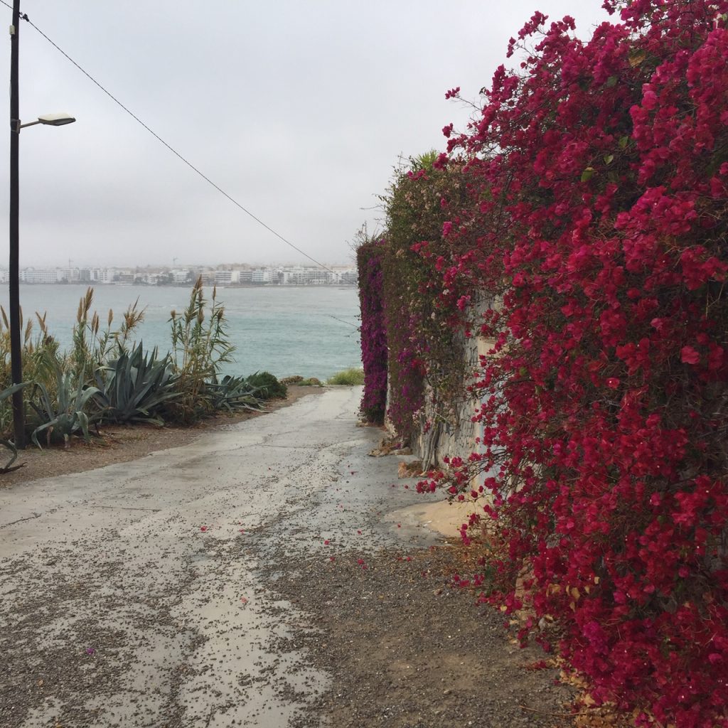 Ibiza, das Meer und rote Bougainvillea