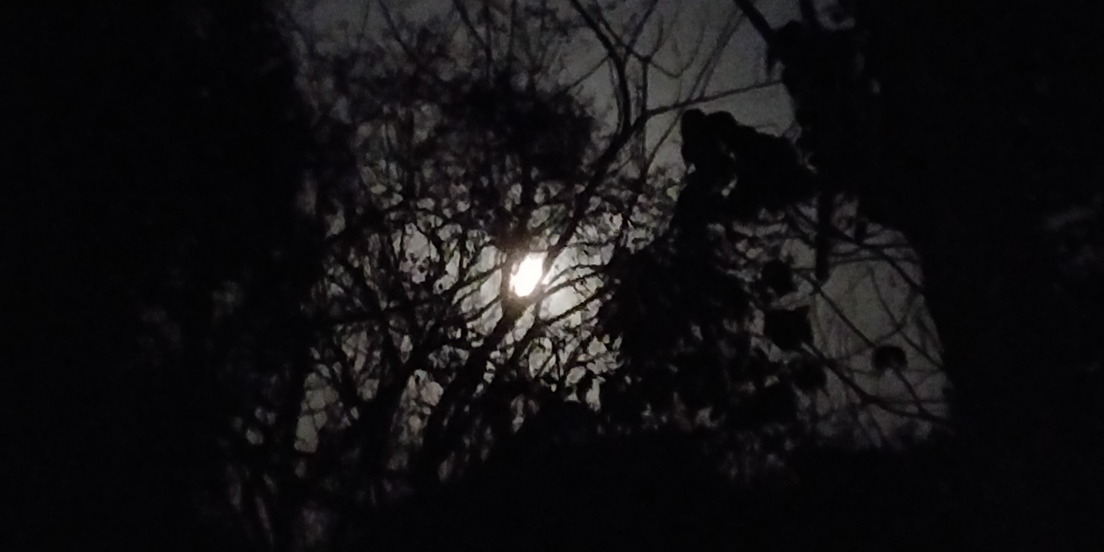 Fullmoon at Goa, Vollmond zwischen den Bäumen